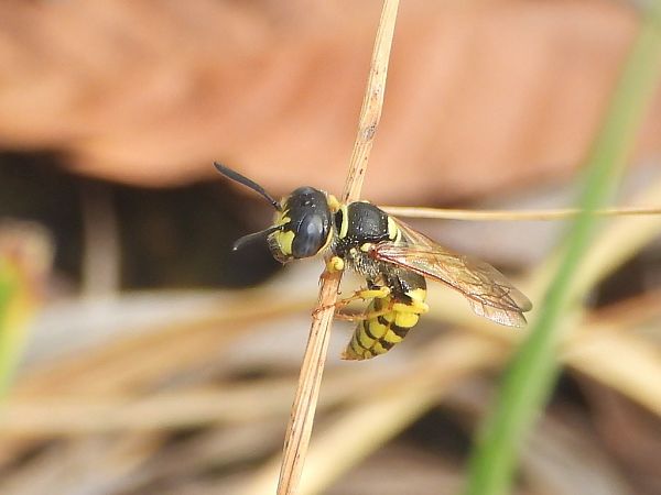 Philanthus triangulum  - Mirko Tomasi