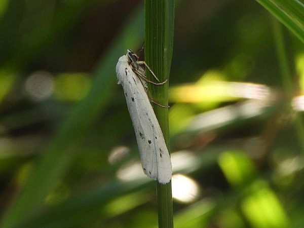 Coscinia cribraria  - Mirko Tomasi