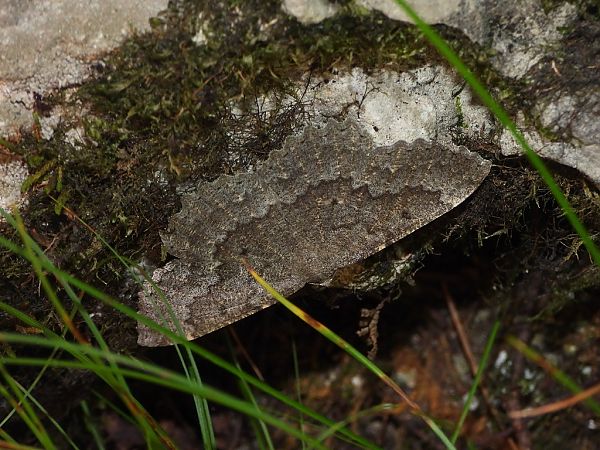 Gnophos furvata  - Mirko Tomasi