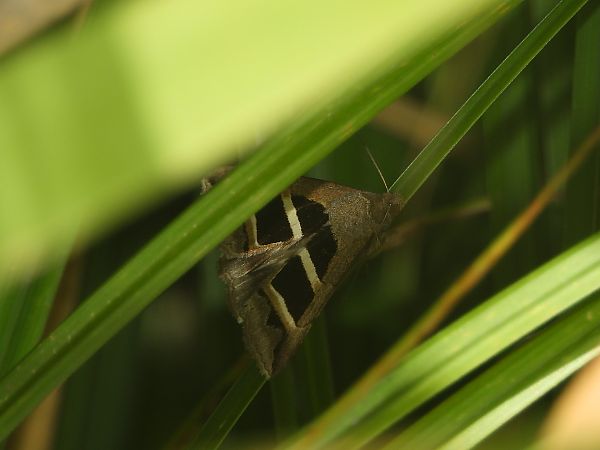 Grammodes bifasciata  - Mirko Tomasi