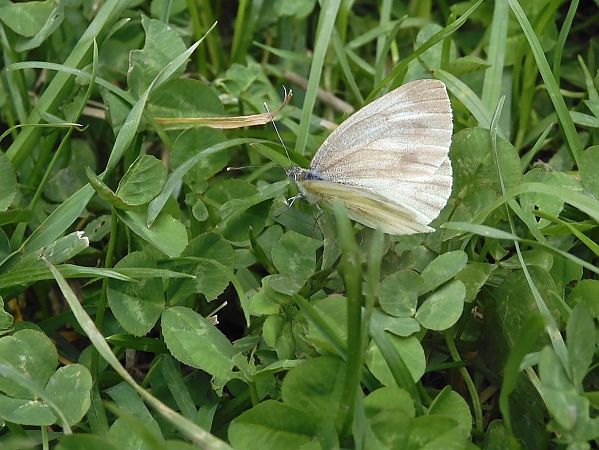 Pieris bryoniae  - Maria Rita Gelso