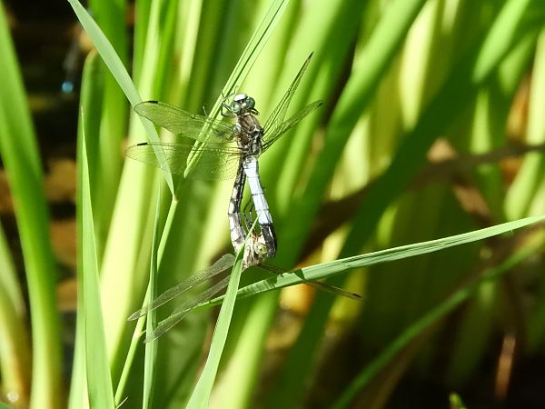Orthetrum albistylum  - Maria Rita Gelso