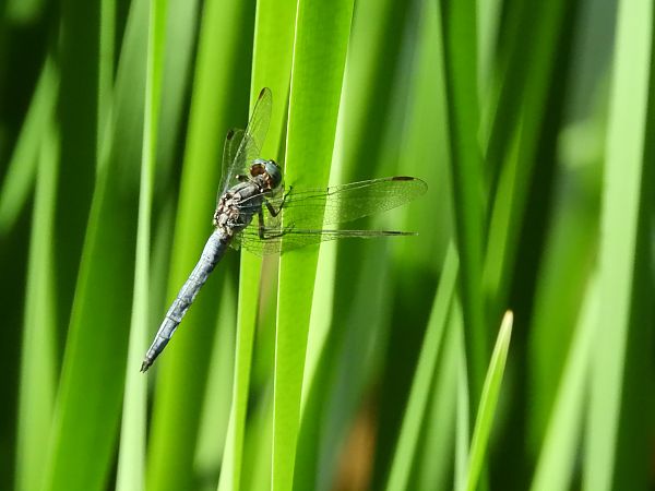 Orthetrum coerulescens  - Maria Rita Gelso