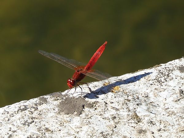 Crocothemis erythraea  - Maria Rita Gelso