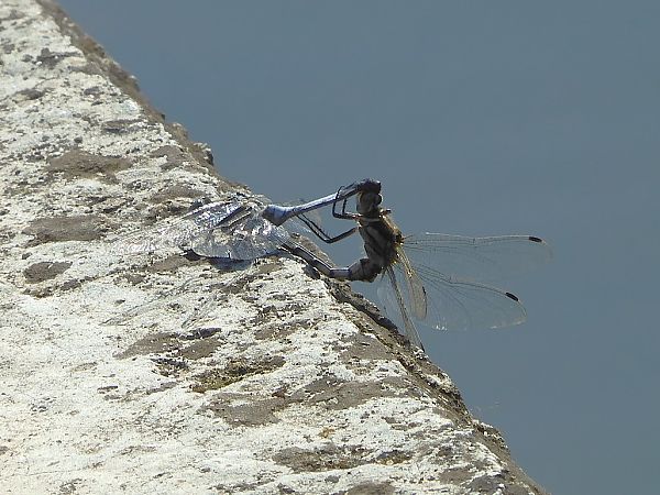 Orthetrum albistylum  - Maria Rita Gelso