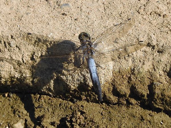 Orthetrum cancellatum  - Maria Rita Gelso