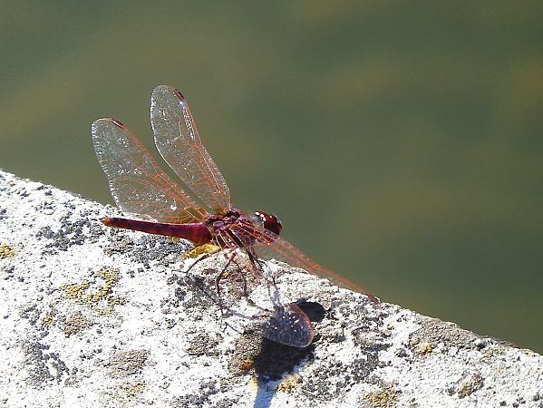 Trithemis annulata  - Maria Rita Gelso