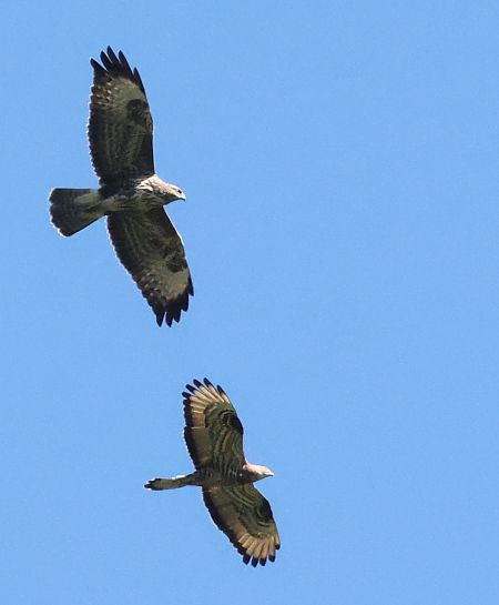 Falco pecchiaiolo  - Horand Maier