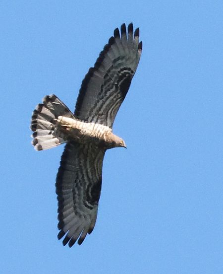 Falco pecchiaiolo  - Horand Maier