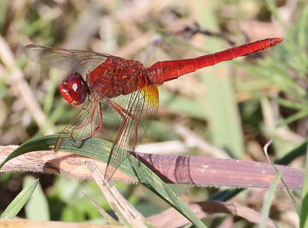 Crocothemis erythraea  - Horand Maier