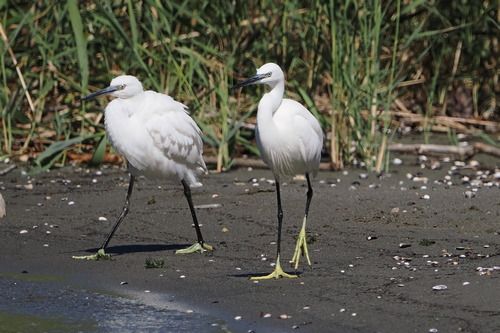 Aigrette garzette  - Marco Esposito