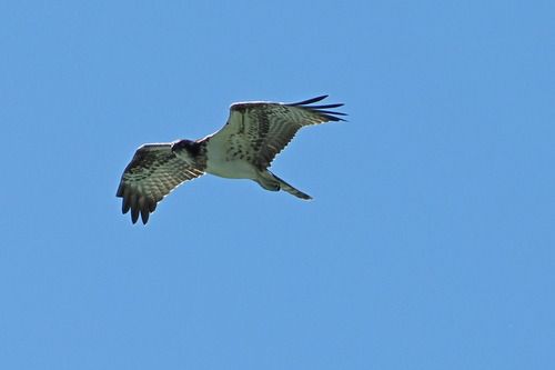 Balbuzard pêcheur  - Marco Esposito