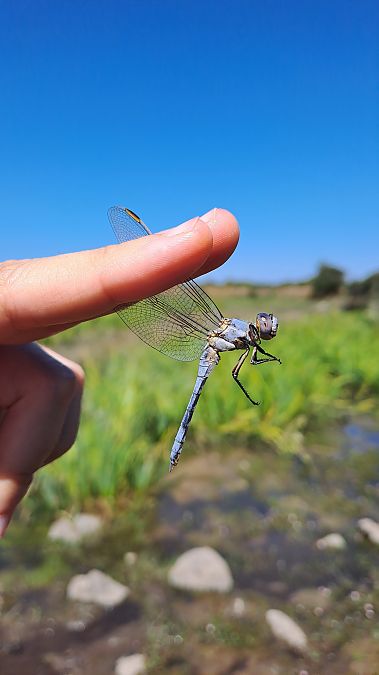 Orthetrum nitidinerve  - Martina Cadin