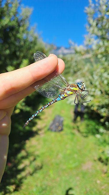 Aeshna mixta  - Martina Cadin