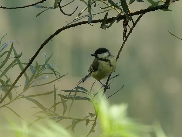 Mésange charbonnière  - Giuseppe Taverna