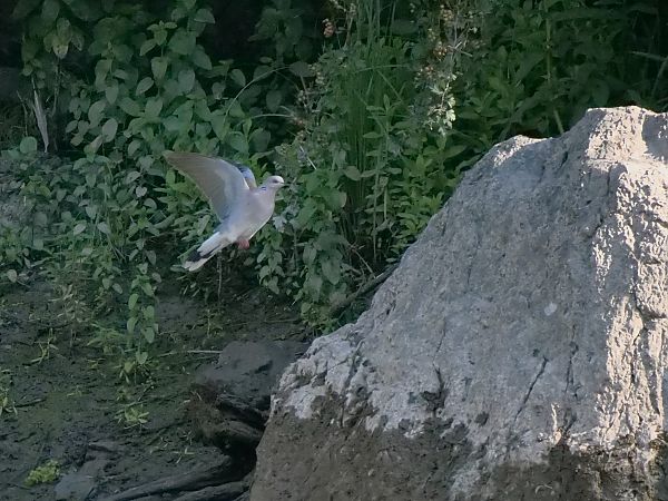 Tortora selvatica  - Giuseppe Taverna