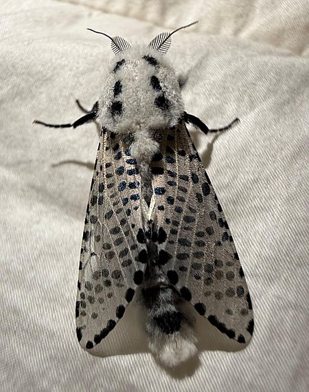 Heterocera sp.  - Michele Lamberti