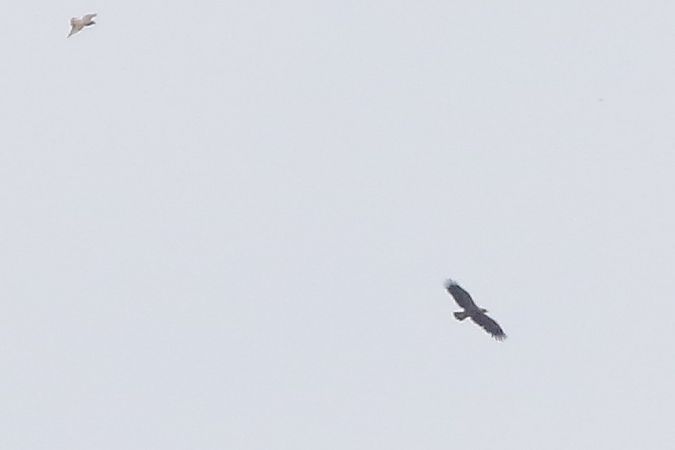 Aquila anatraia minore  - Francesco Ornaghi
