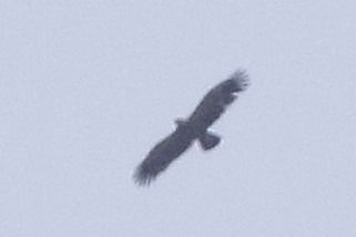 Aquila anatraia minore  - Francesco Ornaghi