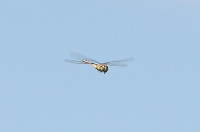 Anax ephippiger  - Paolo Zucca