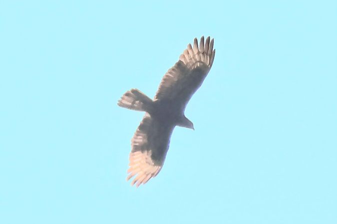 Falco pecchiaiolo  - Enrico Ferrari