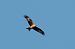 Nibbio reale (Milvus milvus) © Aldo Tonelli