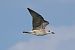 Gabbiano reale (Larus michahellis) © Giuseppe Colombo