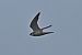 Lodolaio (Falco subbuteo) © Giuseppe Colombo