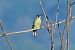 Pic vert (Picus viridis) © Giuseppe Colombo