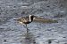Pivieressa (Pluvialis squatarola) © Autore sconosciuto