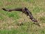 Poiana (Buteo buteo) © Enrico Catalano