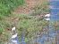 Garzetta (Egretta garzetta) © Massimo Perinotto