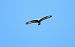 Poiana (Buteo buteo) © Alessio Mannello
