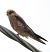 Rotfussfalke (Falco vespertinus) © Patrizio Gigli