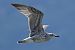 Gabbiano reale (Larus michahellis) © Autore sconosciuto
