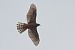 Astore (Astur gentilis) © Autore sconosciuto