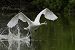 Cigno reale (Cygnus olor) © Autore sconosciuto