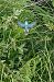 Martin pescatore (Alcedo atthis) © Autore sconosciuto