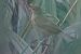 Great Reed Warbler (Acrocephalus arundinaceus) © hidden author