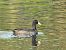 Foulque macroule (Fulica atra) © Nicola Romeo Arena