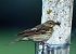 Prispolone (Anthus trivialis) © Christian Kofler