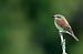 Averla piccola (Lanius collurio) © Christian Kofler
