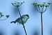 Cinciallegra (Parus major) © Christian Kofler