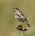 Stiaccino (Saxicola rubetra) © Christian Kofler