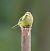Goldammer (Emberiza citrinella) © Christian Kofler