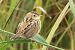 Beccamoschino occidentale (Cisticola juncidis cisticola) © Christian Kofler