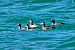Svasso piccolo (Podiceps nigricollis) Anonimo