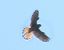 Gheppio (Falco tinnunculus) © Tiziana Ciaghi