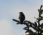 Tordela (Turdus viscivorus) © Tiziana Ciaghi