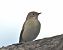 Balia nera (Ficedula hypoleuca) © Tiziana Ciaghi
